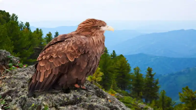 Eagle Mountain Saginaw ISD